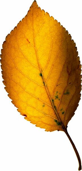 Datei:432px-Kirschblatt web.jpg