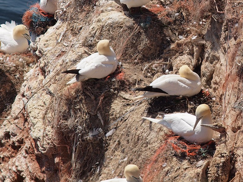 Datei:Basstoelpel-Helgoland.JPG