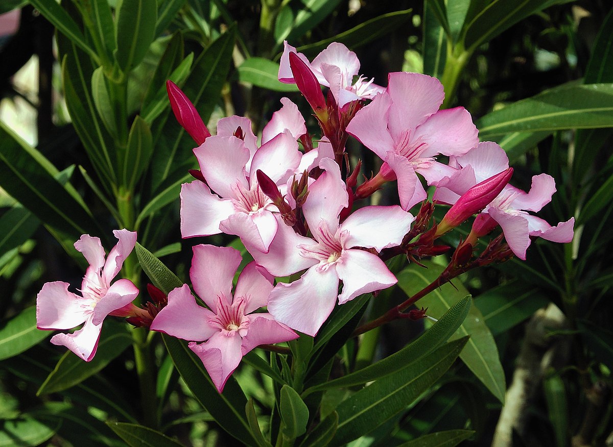 Oleander atlas Nain di Tidili  / ↨ +/- 60 cm (Beispielfoto 4-6 Lt. Topf----