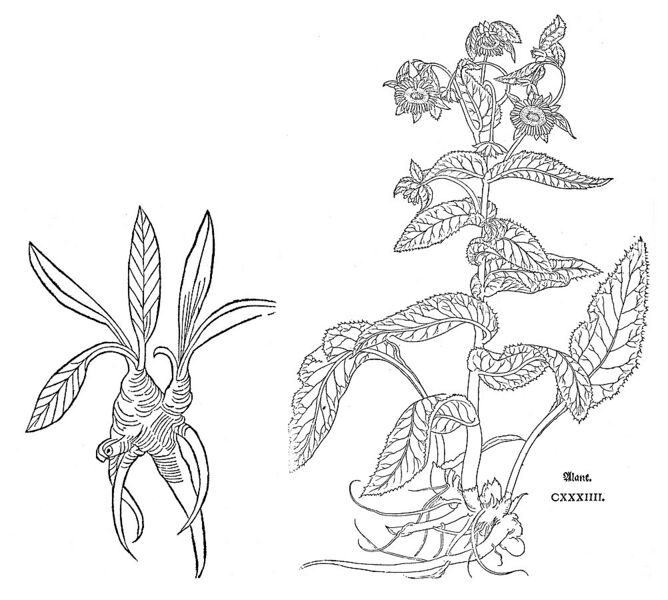 Datei:1002px-Alant Gart und Fuchs.jpg