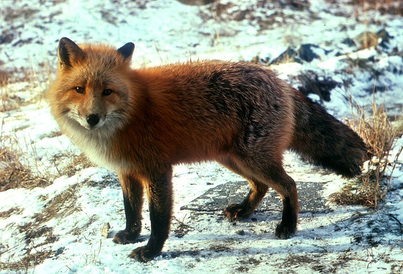 Datei:Vulpes vulpes standing in snow.jpg