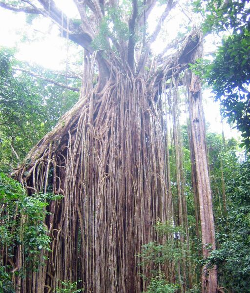 Datei:1024px-Curtain fig tree.jpg