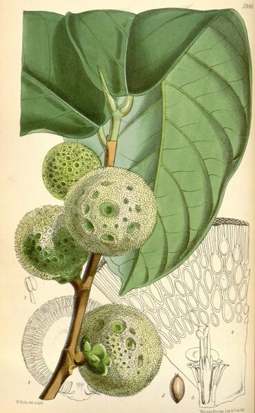 Datei:555px-Treculia africana.jpg