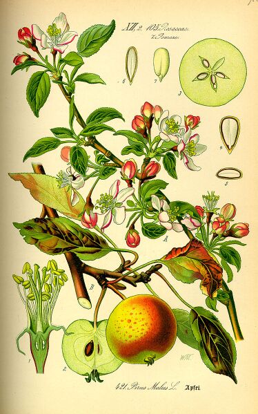 Datei:748px-Illustration Malus domestica0.jpg