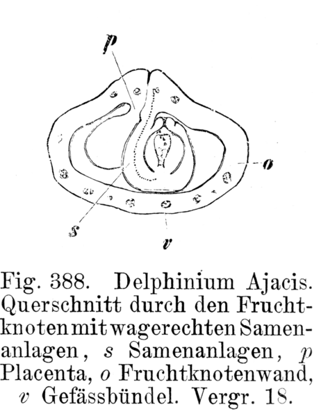 Datei:923px-Samenanlage waagrecht Strasburger 1900.png