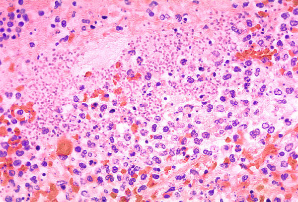histologie-anthrowiki