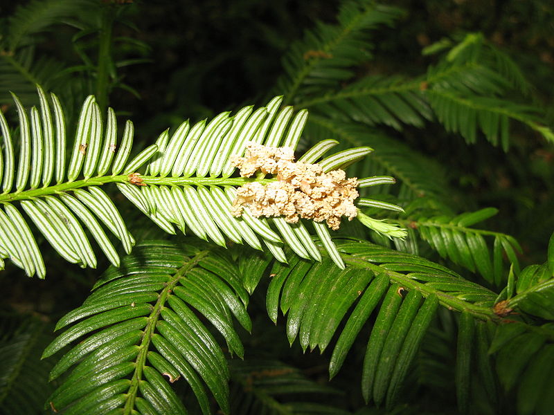 Datei:Cephalotaxus harringtonia var. nana 4.JPG