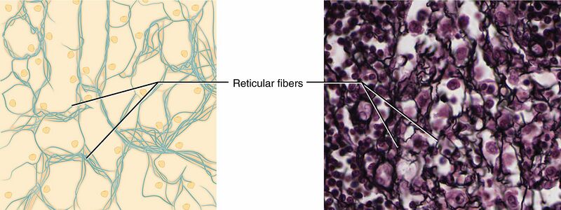 Datei:1600px-410 Reticular Tissue.jpg