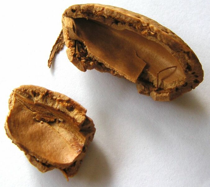 Datei:1014px-Cracked almond shell.jpg