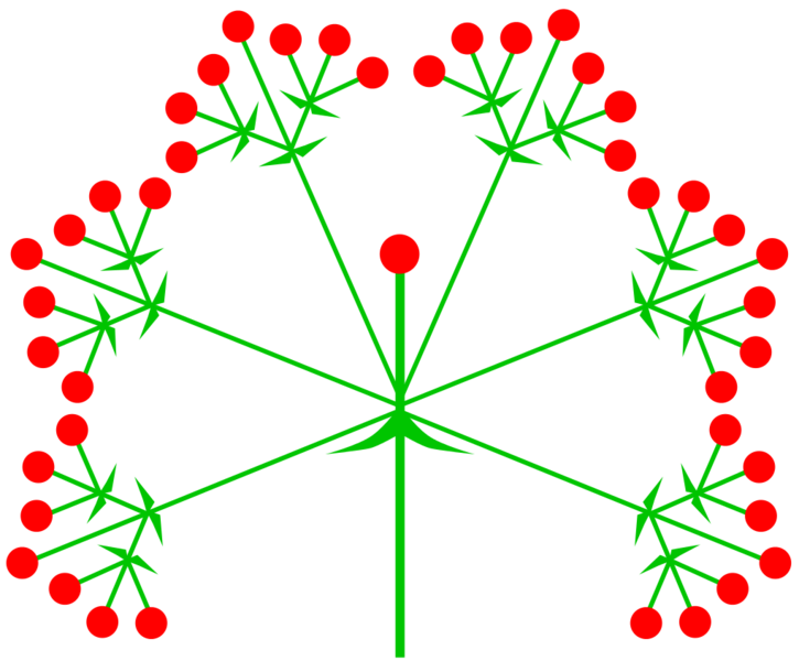 Datei:1020px-Trugdolde (inflorescence).svg.png
