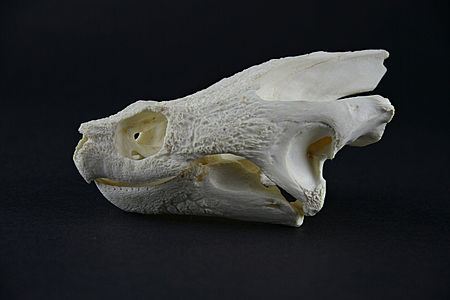 sch-del-anthrowiki
