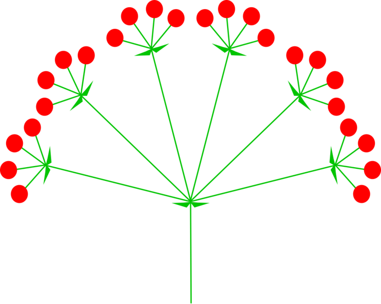 Datei:1000px-Inflorescences Umbel Kwiatostan BaldachZłożony.svg.png