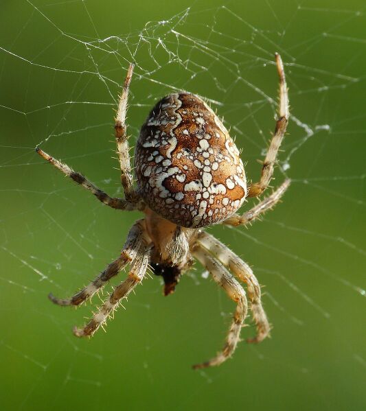 Datei:1066px-Araneus diadematus, Livorno 1.JPG