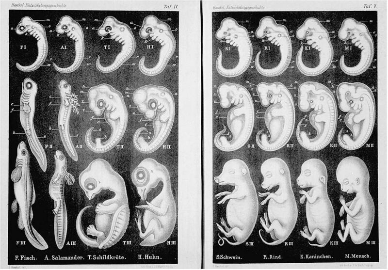 Datei:1080px-Haeckel Anthropogenie 1874.jpg