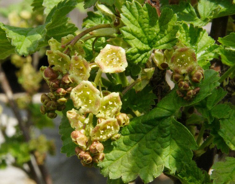 Datei:1145px-Ribes rubrum (knospend).jpg