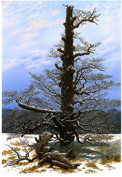 Datei:Oak Tree in the Snow.jpg