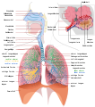 Datei:Respiratory system complete de.svg – AnthroWiki