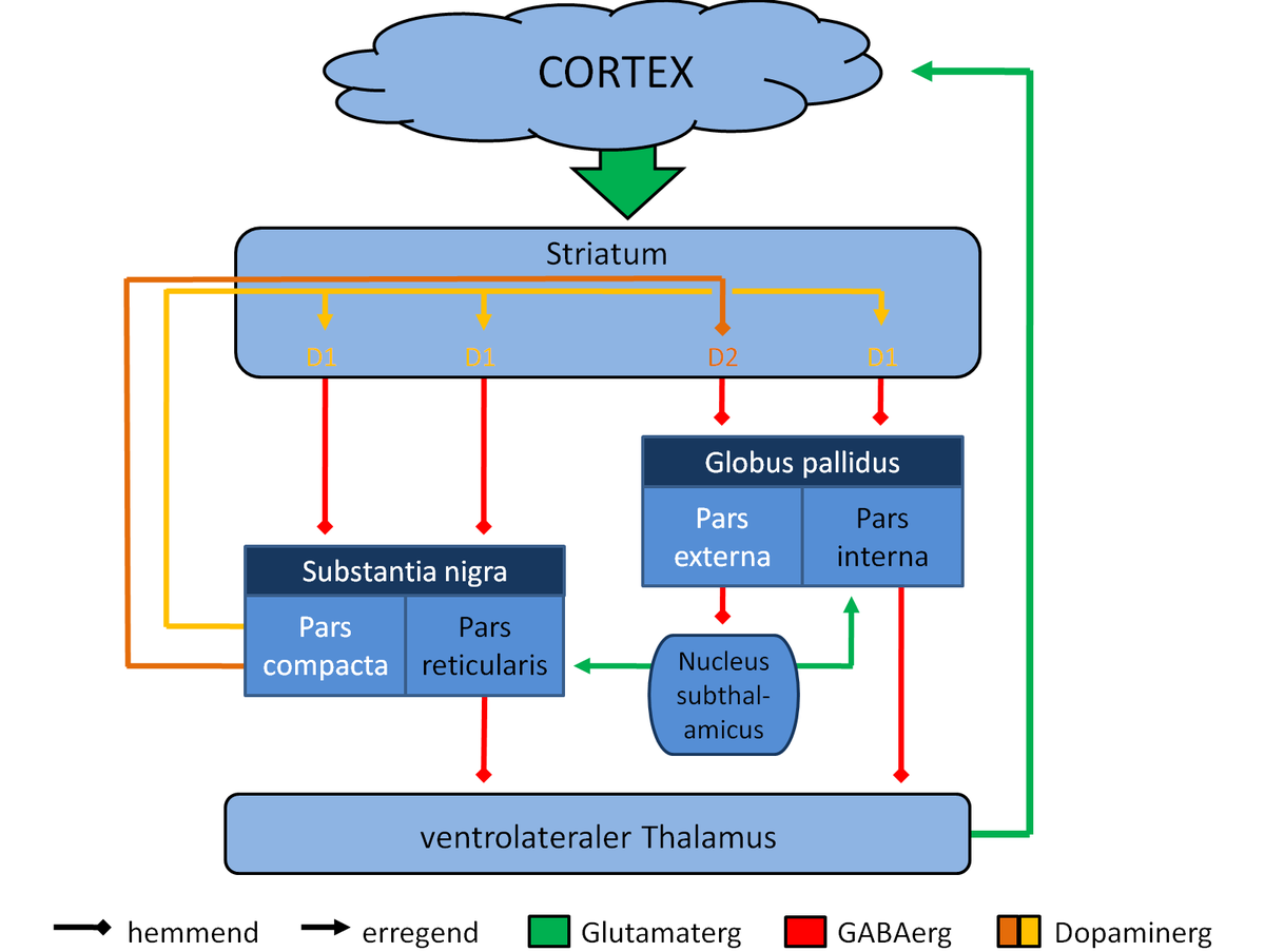 Substantia nigra – AnthroWiki