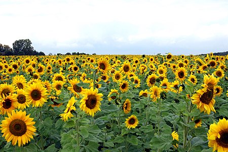 sonnenblume-helianthus-annuus-anthrowiki