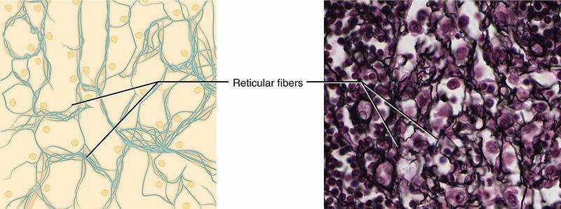 Datei:1200px-410 Reticular Tissue.jpg