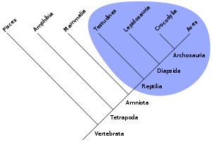 Klade – AnthroWiki