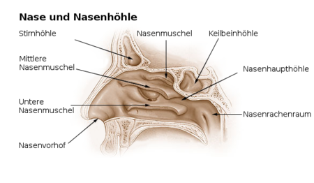 nase-anthrowiki