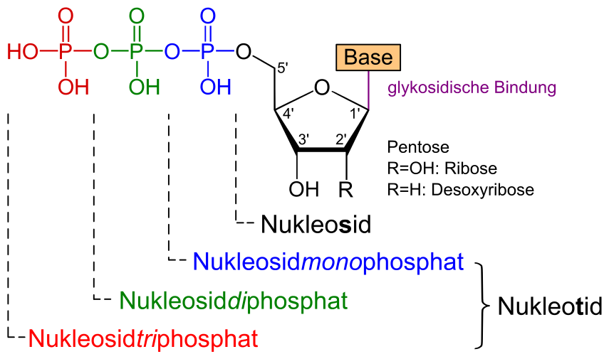 Nukleotid Vs Nukleosid