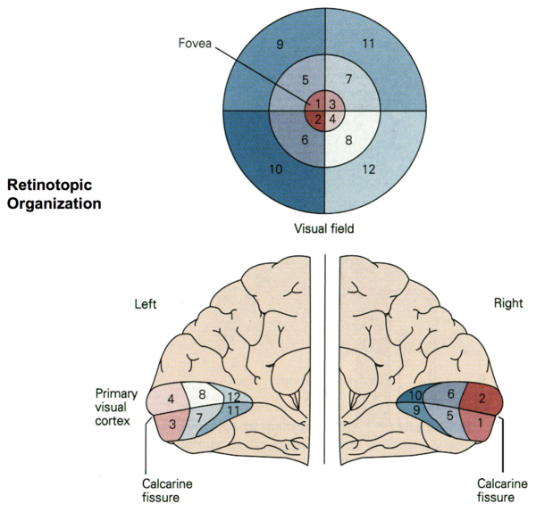 Organisation Des Primären Visuellen Cortex – HZVAJ