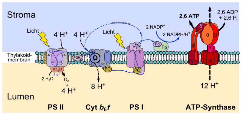 Datei:1000px-Thylakoid membrane.svg.png