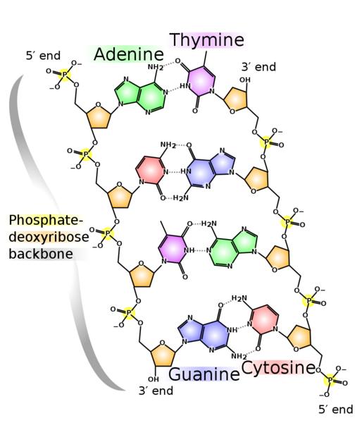 Datei:1028px-DNA chemical structure.svg.png