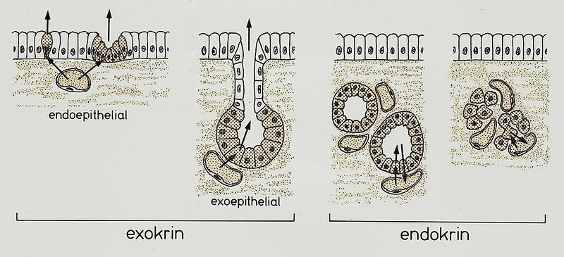 Datei:1020px-Histologie (3).jpg