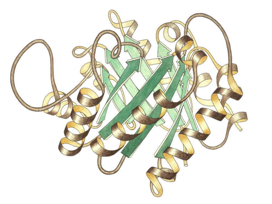 Enzym – AnthroWiki