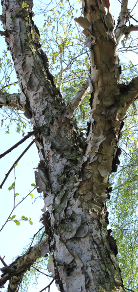 Datei:300px-Creamy Bark Birch (Betula costata).PNG
