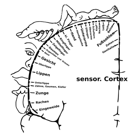 Homunculus – AnthroWiki